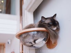-Catmate·猫肥家润(金润铂宫店)