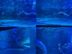 -烟台海昌鲸鲨海洋公园