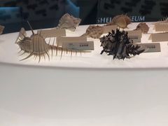 -贝壳梦幻世界