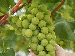 -金谷域澳洲庄园