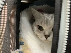 -伟伟宠物医院·CT影像中心·瑞派犬猫综合性门诊(汉口总院)
