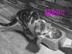 -AOE 火焰 剧本密室狼人杀