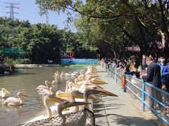 -广州长隆飞鸟乐园