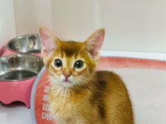 -青奢宠物·青奢猫舍