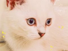 -美联众合动物医院(·中兽医·疑难杂症·严家桥分院)