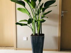 -龙大花卉苗木市场