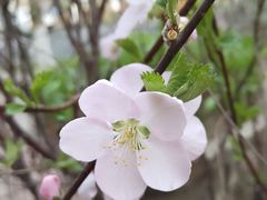 -蜜雪冰城(乐松店)