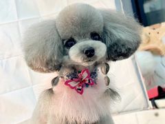 -萌宠之家·腊肠犬·马尔泰·小体犬舍