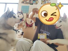 -Husky Go! 哈士奇体验馆·宠物咖啡厅狗咖