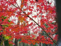 -合肥滨湖国家森林公园