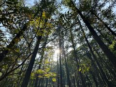 -鲁山国家森林公园