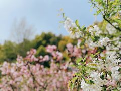 -新虹桥中心花园