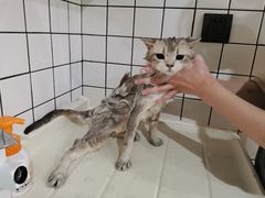 -猫大福·Fortune Cat猫舍(百子湾店)