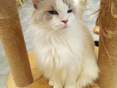 -楼上猫咖(罗湖店)