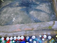 -源泉冷水鱼庄(小鱼洞店)