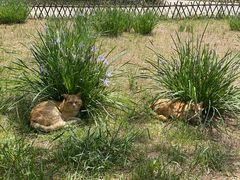 -承德避暑山庄景区