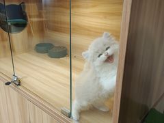 -猫十亿·布偶金渐层·曼基康矮脚猫舍(青年路店)