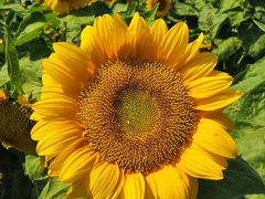 -艾溪湖湿地公园