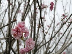 -天适樱花悠乐园