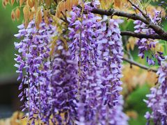 -上海吴淞炮台湾国家湿地公园