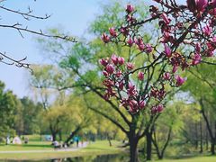 -上海共青森林公园