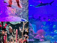 -沈阳海洋探索中心