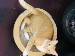-守诺宠物医院·眼科· 特色牙科·异宠专科(虹口店)