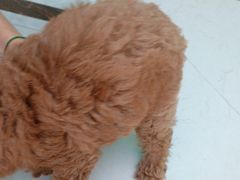 -瑞派宠物医院(搏威敦和院)