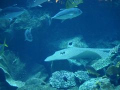 -迪拜水族馆及水下动物园