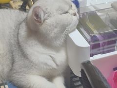 -全心全意连锁动物医院·微创中心·内科急重症·心脏专科(丰管路店)