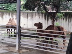 -成都动物园