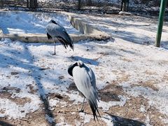 -青藏高原野生动物园