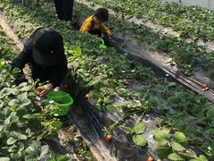 -尚田草莓姑娘白草莓采摘基地