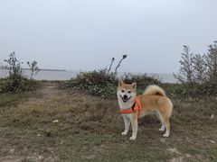 -洪湖湿地生态园