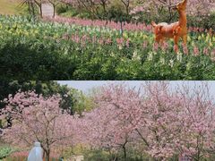 -天适樱花悠乐园