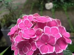 -谷咖啡·鲜花绿植花园餐厅