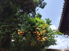 -洛阳白马寺