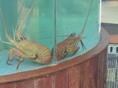 -金龙渔港(双楠店)