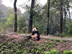 -中国大熊猫保护研究中心雅安碧峰峡基地