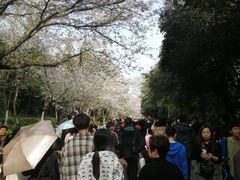 -武汉大学-樱园