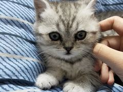 -芭比堂爱心动物医院(柯桥康爱分院)