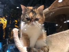 -喜狗宠物生活馆(岳州路店)