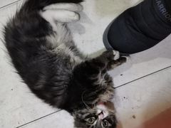 -文庙菜饭(四川北路店)