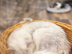 -袖虎·猫馆(体育西路店)