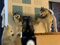 -Husky Go! 哈士奇体验馆·宠物咖啡厅狗咖