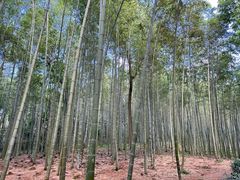 -大奇山国家森林公园
