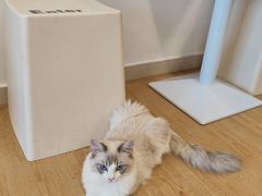 -有喵·猫咖·狗咖·30几只猫10只小狗(岗厦店)