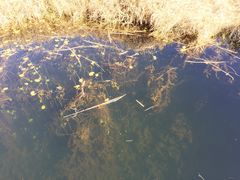 景点-腾冲北海湿地