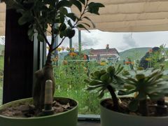 -玫瑰西餐厅.意面披萨.牛排咖啡