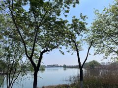 -贡湖湾湿地公园